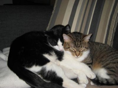 Betrouwbare en ervaren katten en/of honden oppas aan huis.