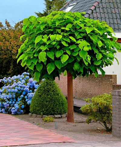 Hoveniersbedrijf voor tuinonderhoud in Hardenberg