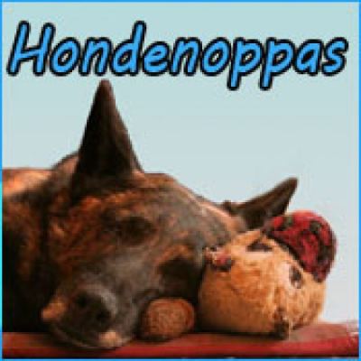 Alleshond zoekt serieuze hondenoppassers!