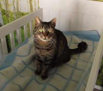 Ideaal voor zowel eigenaar als kat