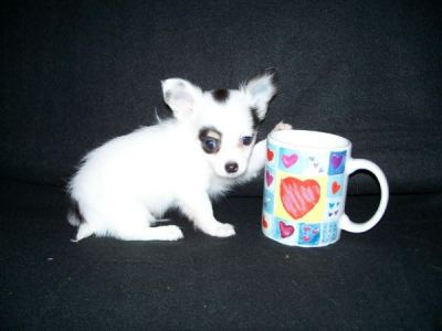 2 wit en 1 bruin chihuahua pups