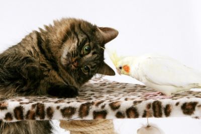 Goedkope Dieren / Katten Oppas- en Honden Uitlaatservice Zoetermeer eo