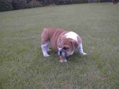 Vrouwelijke engels bulldog pup te koop.