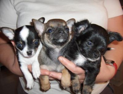 Schattige en lieve Chihuahua pups voor vrije adoptie (50euros)
