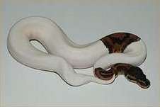 Albino, en bont te koop