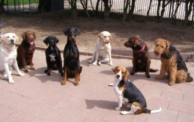 Dag- en nachtopvang voor honden regio Haarlem Amsterdam