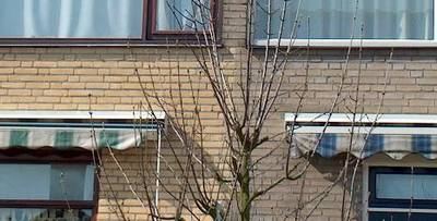 GevelReiniging in Zoetermeer & Omgeving