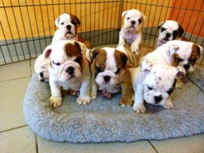 Engelse bulldog pups