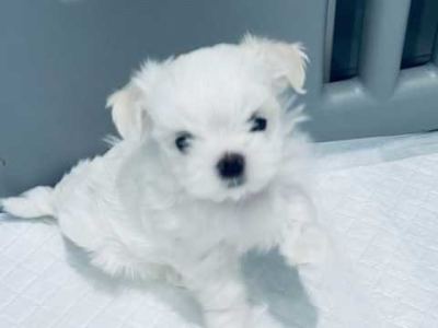 Maltezer-puppy's, hier geboren; prachtige, kleine hondjes