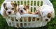 goed sociaal engels bulldog puppies.