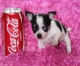 chihuahua pups te koop