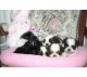 shih tzu puppies op goedkeuring.