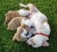 engels bulldog pups voor aanneming