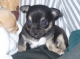 chihuahua pups te koop