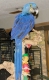 hyakinthos macaws en afrikaanse grijs te koop.