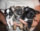 schattige en lieve chihuahua pups voor vrije adoptie (50euros)