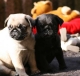 mops pups te koop