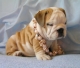 2 engels bulldog puppies voor adoptie