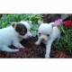 chihuahua pups voor adoptie