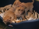 sharpei pups