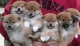 verwacht shiba inu pups