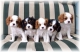 mooie cavalier king charles spaniel