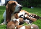 schattige basset hound pups te koop