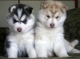  schattige siberische husky pups