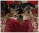 yorkies pups voor adoptie