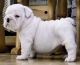 engelse bulldog pups