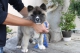 rasechte akita pups - 11 weken oud