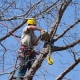 bomen snoeien knotten verwijderen enz