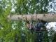 tuinman, snoeien, bomen klimmen en vellen