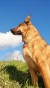 hondenoppas dordrecht, de plek waar uw hond zich thuis voelt 