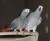 mooie afrikaanse grijze papegaaien voor nieuwe woningen