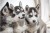 prachtige siberische husky pups met blauwe oogjes