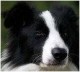 border collies