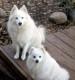 american eskimo dogs for sale